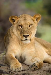 Resting Lioness